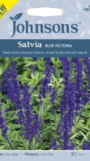 Hall salvei "Blue Victoria"