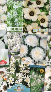 Kinkekomplekt valge suvelillepeenra rajamiseks -12 pakki valgeõieliste suvelillede seemneid ja kinkekott!