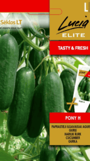 Kasvuhoonekurk "Pony" F1