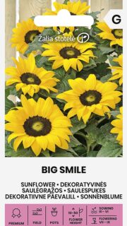 Harilik päevalill madal "Big Smile"