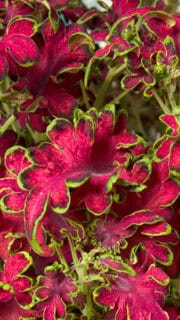 Värd-kirinõges "Colocha Rose"