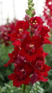 Lõvilõug täidisõieline "Doubleshot Crimson Red"