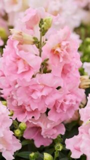 Lõvilõug täidisõieline "Twinny Rose" F1