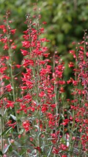 Habe-peekerlill "Twizzle Scarlet"
