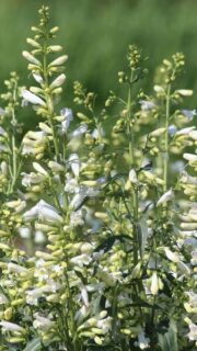 Habe-peekerlill "Twizzle White"