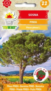 Piinia ehk itaalia mänd