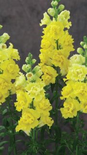 Lõvilõug täidisõieline "Doubleshot Yellow" F1