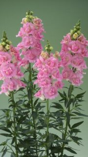 Lõvilõug täidisõieline "Legend Double Pink" F1