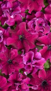 Petuunia "Purple Dwarf"