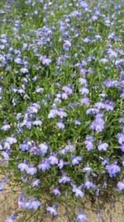 Ripp-lobeelia "Cascade Blue"