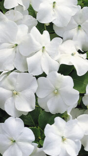 Sultan-lemmalts "Accent Premium Bily" F1