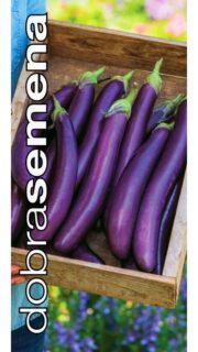 Baklažaan "Violet Knight" F1