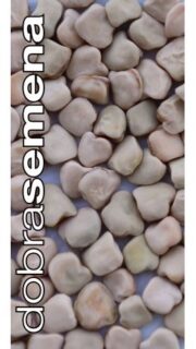 Põld-seahernes / põld-lillhernes "Cicer"