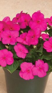 Sultan-lemmalts "Accent Premium Fialovy" F1