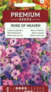 Kaunis põisrohi "Rose of Heaven"