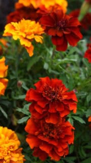 Peiulill "Fireball"