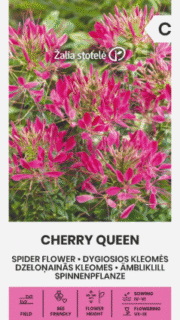 Harilik ämbliklill "Cherry Queen"