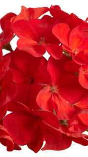 Viirpelargoon "Falcon Scarlet" F1