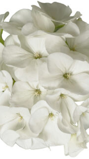 Viirpelargoon "Falcon White" F1