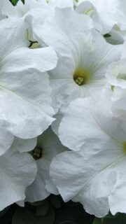 Petuunia "Limbo White" F1