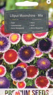Aster "Liliput Moonshine Mix"