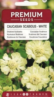 Kaukaasia tähtpea "White"