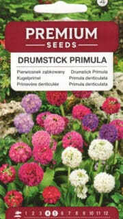 Hambulislehine priimula segu