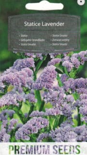 Kääruline parkjuur "Lavender"