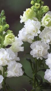 Lõvilõug täidisõieline "Legend Double White" F1