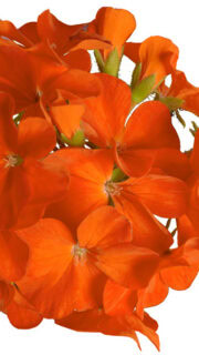 Viirpelargoon "Falcon Orange" F1