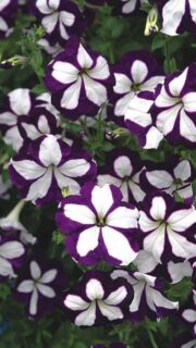 Ripp-petuunia "Lavina Blue Star" F1