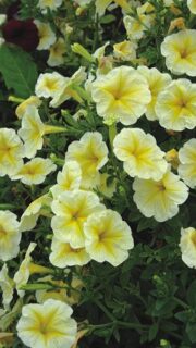 Ripp-petuunia "Lavina Crazy Yellow" F1