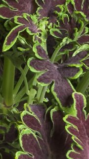 Värd-kirinõges "Colocha Chocolate Green"