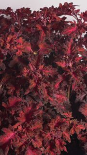 Värd-kirinõges "Colocha Red"