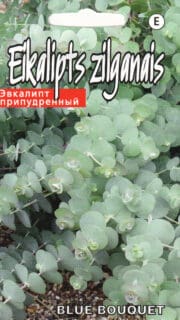 Hõbelehine eukalüpt "Baby Blue Bouguet"