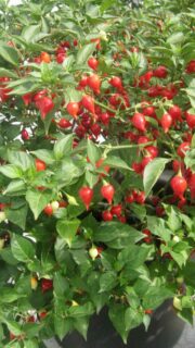 Kariibi paprika "Button Red"