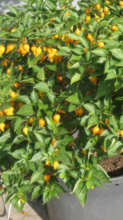 Kariibi paprika "Button Yellow"