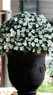 Sultan-lemmalts "Beacon White" F1