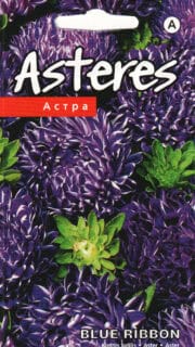 Aster "Ribbon Blue"