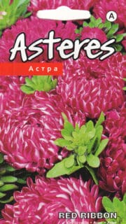 Aster "Ribbon Red"