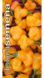 Maripaprika "Aji Fantasy Orange"