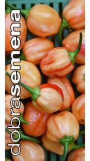 Maripaprika "Peppapeach Stripey"