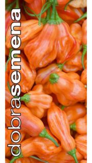 Maripaprika "Zebrange"