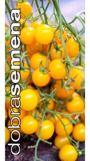 Sõstartomat / Golden Currant tomato / Wild tomato