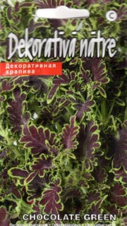 Värd-kirinõges "Chocolate Green"