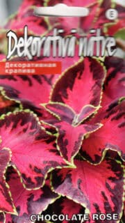 Värd-kirinõges "Chocolate Rose"