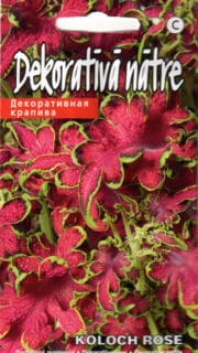 Värd-kirinõges "Koloch Rose"