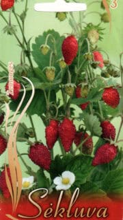 Kuumaasikas "Regina"