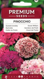 Habenelk kääbus "Pinocchio"