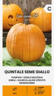 Kõrvits "Quintale Seme Giallo"